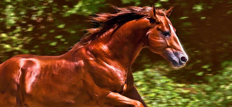 Pferd im Galopp als Symbol für volle Leistungsfähigkeit